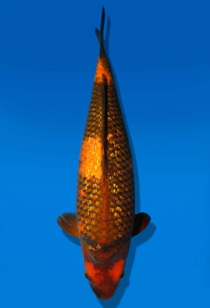 Koi Auktion Dainichi KawariUtsuri Nisai Diamond female 53cm T14-0522