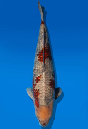Koi Auktion Dainichi Otchiba Nisai Soragoi male 53cm T14-0523