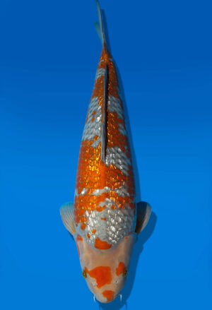 Koi Auktion Dainichi GinrinOtchiba Nisai Diamond male 54cm T14-0524