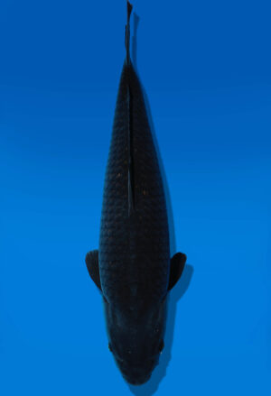Koi Auktion Dainichi BlackDiamond Nisai Diamond male 50cm NN4-0530