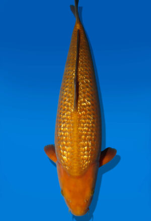 Koi Auktion Dainichi GinrinChagoi Nisai Diamond female 60cm NN6-0519