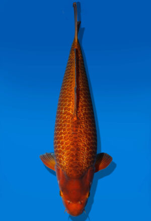 Koi Auktion Dainichi GinrinChagoi Nisai Diamond male 56cm NN5-0538