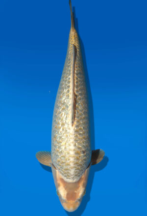Koi Auktion Dainichi GinrinMukashi Nisai Diamond female 57cm T14-0531