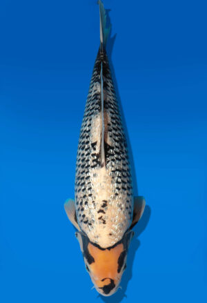 Koi Auktion Dainichi BlackDiamond Nisai BD male 54cm T14-0532
