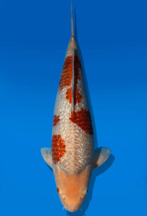 Koi Auktion Dainichi Otchiba Nisai BD male 45cm T14-0533