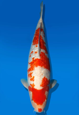 Koi Auktion Dainichi RedOtchiba Nisai Diamond male 53cm T14-0536