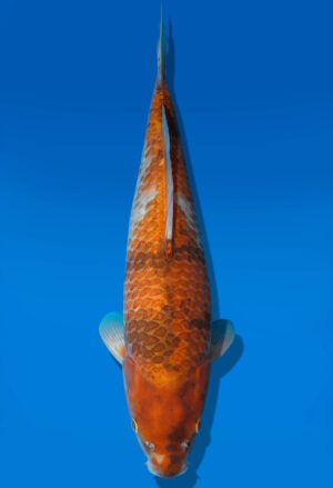 Koi Auktion Dainichi KawariShowa Nisai Diamond female 52cm T14-0534