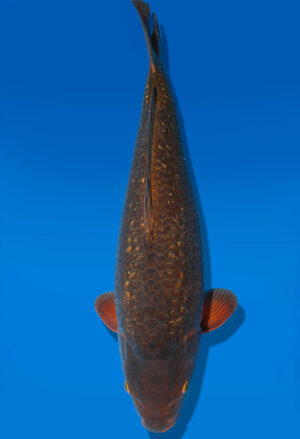 Koi Auktion Dainichi GinrinChagoi Nisai Diamond female 57cm NN5-0535