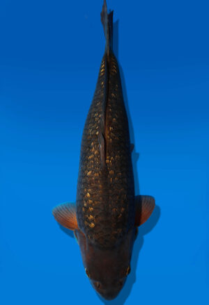 Koi Auktion Dainichi GinrinChagoi Nisai Diamond female 51cm NN4-0529
