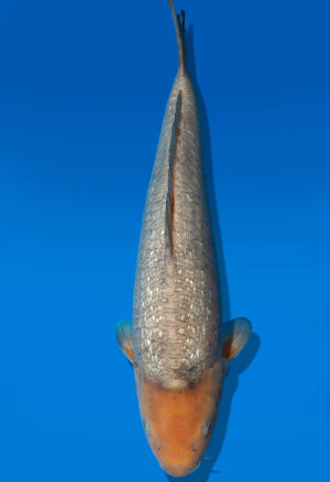 Koi Auktion Dainichi GinrinSoragoi Nisai Soragoi male 47cm NN4-0531