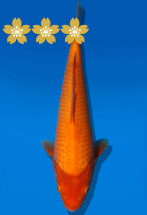 Koi Auktion Dainichi Benigoi Tosai RedTiger - 25cm GT5-0567