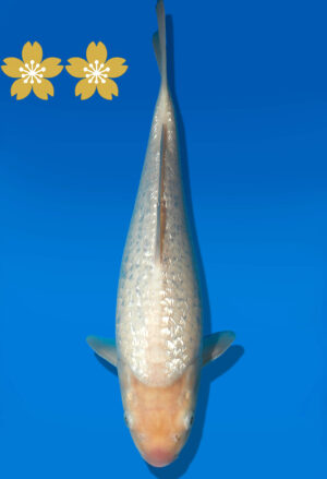 Koi Auktion Dainichi GinrinShiro Tosai WhiteMonkey - 29cm GT5-0566