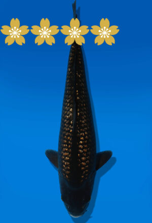 Koi Auktion Dainichi BlackDiamond Tosai BlackDiamond - 32cm GT5-0565