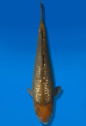 Koi Auktion Dainichi GinrinChagoi Tosai BrownMonkey - 30cm GT5-0558