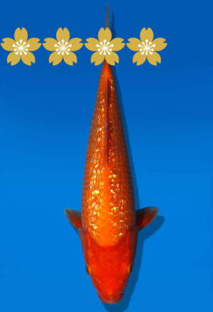 Koi Auktion Dainichi GinrinBenigoi Tosai XGinrinKohaku - 26cm GT6-0562