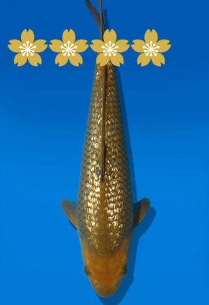 Koi Auktion Dainichi GinrinChagoi Tosai BrownMonkey - 29cm GT5-0563