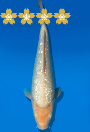 Koi Auktion Dainichi GinrinShiro Tosai WhiteMonkey - 30cm GT6-0561