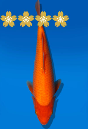 Koi Auktion Dainichi Benigoi Tosai RedTiger - 25cm GT6-0560