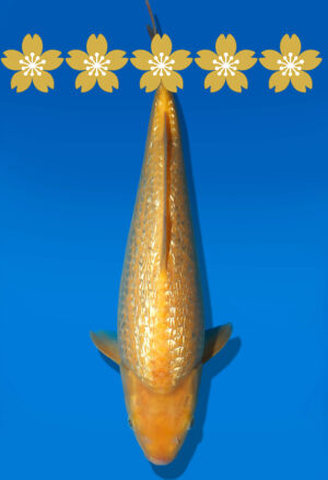 Koi Auktion Dainichi GinrinKarashigoi Tosai YellowMonkey - 30cm GT6-0544