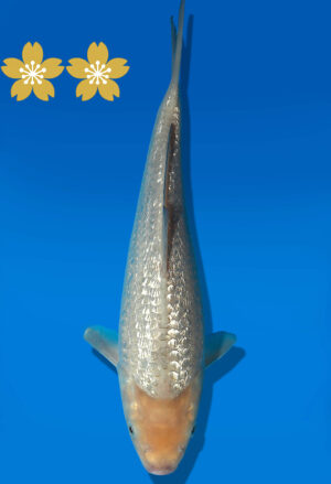 Koi Auktion Dainichi GinrinSoragoi Tosai GSora/Sora - 29cm GT6-0545