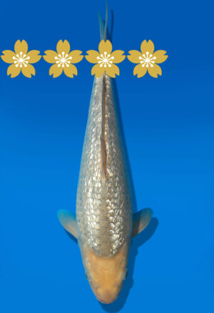 Koi Auktion Dainichi GinrinSoragoi Tosai GSora/Sora - 30cm GT7-0546