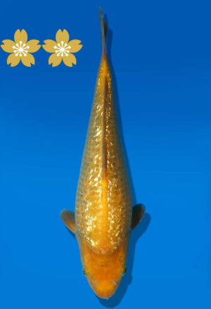 Koi Auktion Dainichi GinrinKarashigoi Tosai YellowMonkey - 29cm GT7-0547