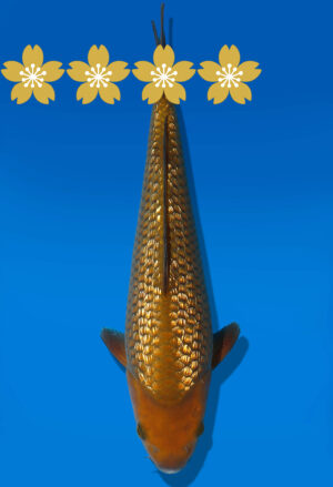 Koi Auktion Dainichi GinrinChagoi Tosai BrownMonkey - 30cm GT7-0548