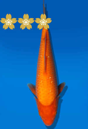 Koi Auktion Dainichi Benigoi Tosai RedTiger - 27cm GT7-0549