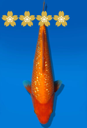 Koi Auktion Dainichi GinrinBenigoi Tosai XGinrinKohaku - 26cm GT7-0551