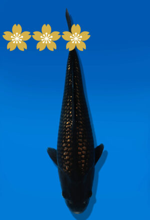 Koi Auktion Dainichi BlackDiamond Tosai BlackDiamond - 32cm GT7-0550