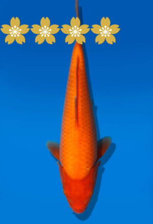 Koi Auktion Dainichi Benigoi Tosai RedTiger - 26cm KT1-0553