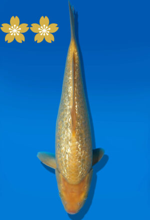 Koi Auktion Dainichi GinrinKarashigoi Tosai YellowMonkey - 28cm KT1-0554