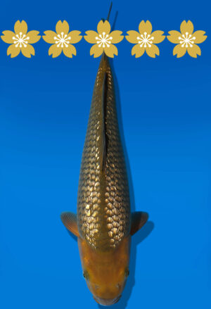 Koi Auktion Dainichi GinrinChagoi Tosai BrownMonkey - 34cm KT1-0555