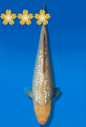 Koi Auktion Dainichi GinrinSoragoi Tosai GSora/Sora - 29cm KT1-0556