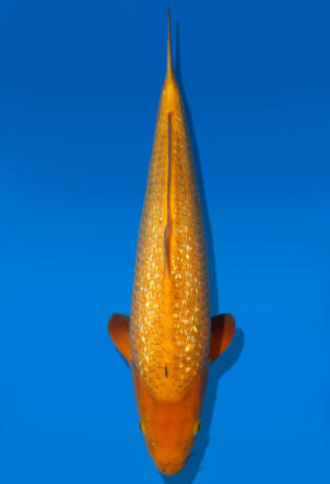 Koi Auktion Dainichi GinrinKarashigoi Nisai YellowMonkey male 56cm NN1-0588