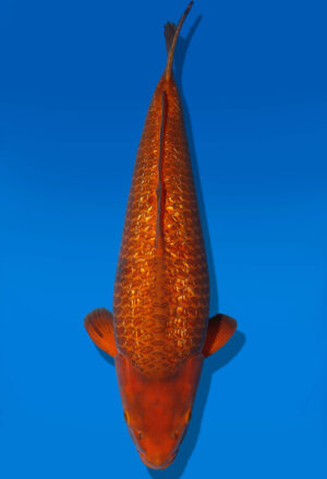 Koi Auktion Dainichi GinrinChagoi Nisai Diamond female 57cm NN1-0587