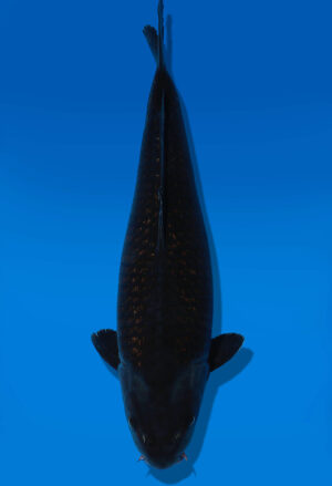 Koi Auktion Dainichi BlackDiamond Nisai BlackDiamond female 47cm NN1-0585