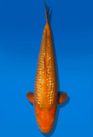 Koi Auktion Dainichi GinrinKarashi Nisai YellowMonkey male 53cm NN2-0583