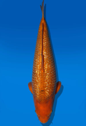 Koi Auktion Dainichi GinrinChagoi Nisai Diamond female 52cm NN2-0582