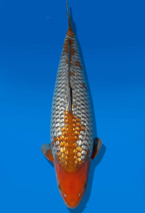 Koi Auktion Dainichi GinrinOtchiba Nisai Diamond female 54cm T14-0580