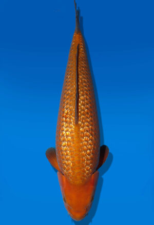 Koi Auktion Dainichi GinrinMukashi Nisai Diamond female 59cm NN2-0579