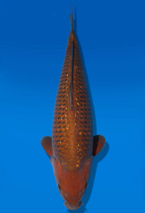 Koi Auktion Dainichi GinrinChagoi Nisai Diamond female 61cm NN2-0577