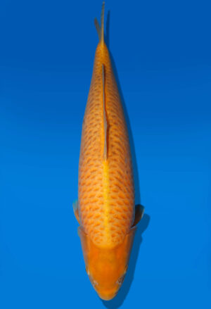 Koi Auktion Dainichi Karashigoi Nisai YellowMonkey female 58cm NN2-0576