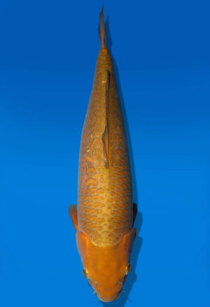 Koi Auktion Dainichi Chagoi Nisai Diamond female 57cm NN2-0575