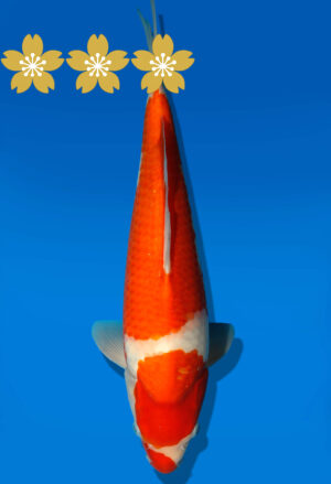 Koi Auktion Dainichi Kohaku Tosai WhiteDragon - 37cm GT2-0733
