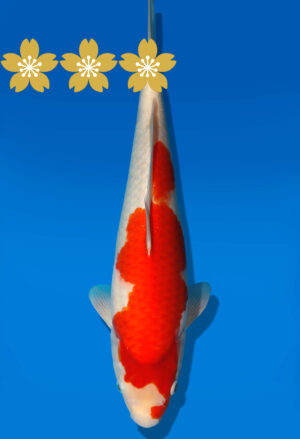 Koi Auktion Dainichi Kohaku Tosai RedTiger - 31cm GT7-0726