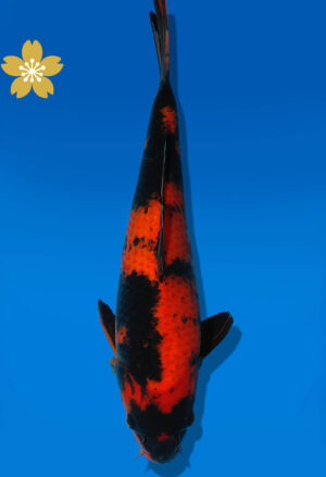 Koi Auktion Dainichi HiUtsuri Tosai Monroe - 29cm GT7-0721