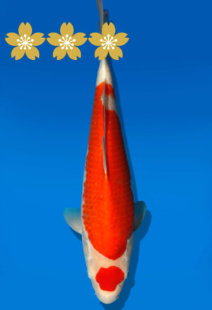 Koi Auktion Dainichi Kohaku Tosai WhiteTiger - 38cm GT3-0722