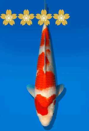 Koi Auktion Dainichi Kohaku Tosai RedTiger - 34cm GT3-0723