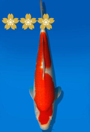 Koi Auktion Dainichi Kohaku Tosai RedTiger - 32cm GT3-0724